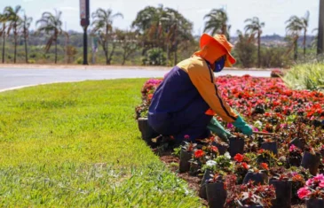 Canteiros ornamentais floridos deixam o DF mais belo durante todo o ano