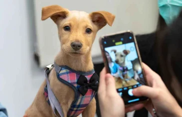 Dog Show: espetáculo de cães adestrados em Samambaia