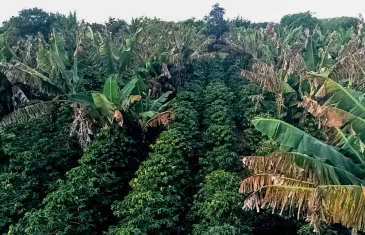 Produção de café deve crescer 2,7% em 2025, aponta Conab