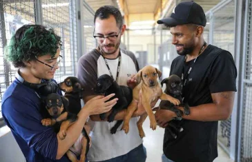 Cães estão à espera de um novo lar na Zoonoses do DF