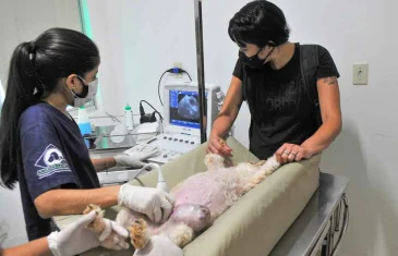 Comissão da CLDF aprova criação de UPA para Pets