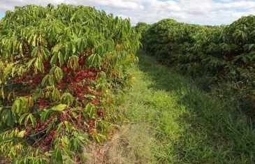 DF ganha Câmara Setorial da Cafeicultura para fortalecer a produção local