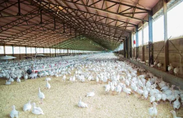 Governo confirma primeiro foco de gripe aviária em granja comercial