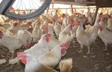 Após China e UE, Argentina anuncia a suspensão das compras de carne de frango do Brasil