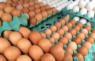 Gripe aviária: Minas descarta 450 toneladas de ovos vindos de granja afetada no Rio Grande do Sul