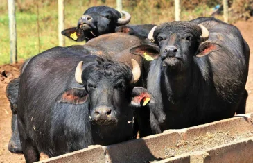 Brasil recebe status internacional como livre de febre aftosa sem vacina