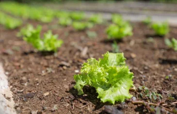 Horta comunitária marca início da Semana do Meio Ambiente 