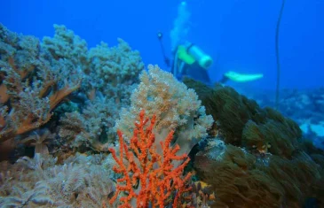 Unesco reconhece projeto brasileiro que busca preservar corais em PE