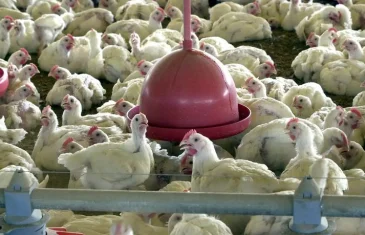 Confirmado caso de gripe aviária em aves domésticas no Mato Grosso
