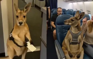 Canguru no aeroporto? Entenda vídeos de ‘animal de suporte emocional’ que viralizaram nas redes