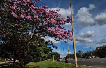 Ipê-roxo abre temporada de cores no DF e encanta a população