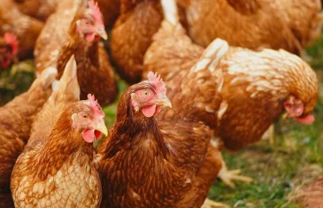 Estado de Goiás confirma 1º caso de gripe aviária em galinhas criadas em quintal