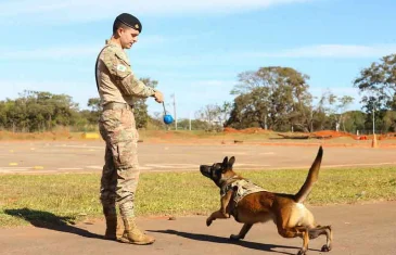 Polícia Militar do DF abre seleção gratuita para treinamento e adestramento de cães