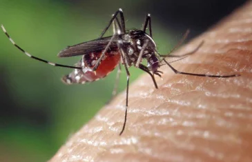 SES-GO alerta para focos domésticos da dengue