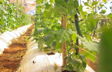 GDF investe na ampliação e construção de canais de irrigação desde 2019
