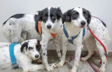 GDF inaugura abrigo público temporário para animais de rua