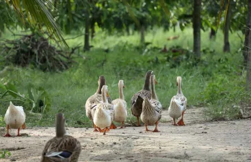 Governo do DF atualiza proibição de eventos com aves para prevenir gripe aviária