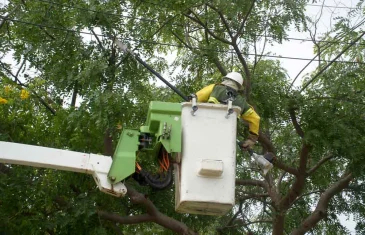 Novacap intensifica podas de árvores para garantir segurança e urbanização no DF