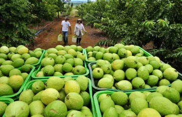 Produção agrícola do DF movimentou mais de R$ 5,8 bilhões em 2024