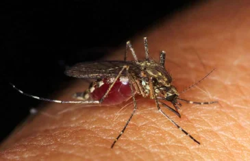 Ações da população são importantes para evitar focos do mosquito da dengue