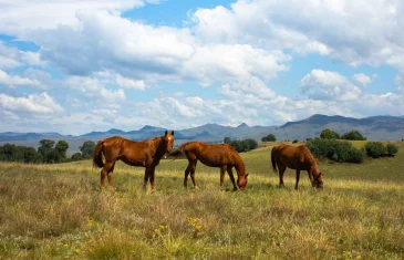 Ração tóxica causa a morte de 245 cavalos, diz Ministério da Agricultura