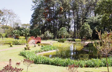 Jardim Botânico de Brasília substituirá pinheiros por árvores nativas