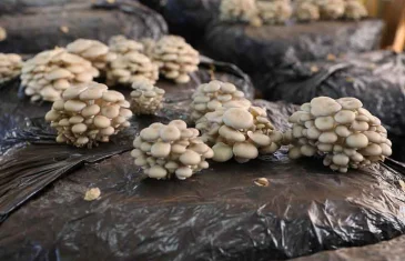 Produção de cogumelos no Distrito Federal segue em forte expansão