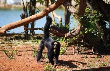 Zoológico conta com novo casal de primatas em risco de extinção