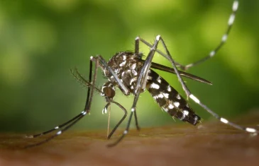 OMS alerta para risco global de disseminação da Chikungunya