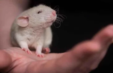 Governo sanciona lei que proíbe uso de animais em testes cosméticos