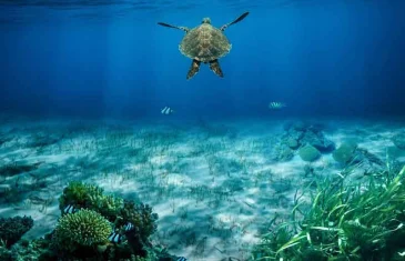 Análise indica que calor, acidez e pouco alimento ameaçam ecossistemas marinhos