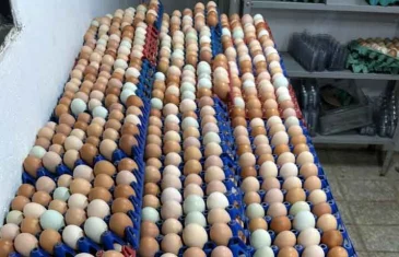Operação da Seagri-DF apreende mais de mil ovos irregulares