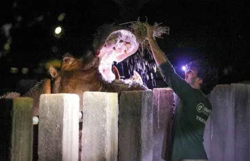 Zoológico abre inscrições para programas Zoo Noturno e Zoo Experiência