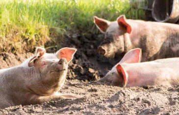 Goiás mantém status sanitário de área livre de Peste Suína Clássica
