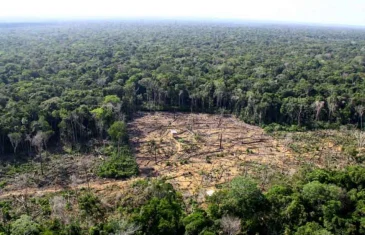 Brasil perde em 40 anos área de 111,7 milhões de hectares