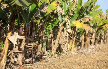Governo do DF regulariza 780 imóveis rurais e leva segurança jurídica a famílias no campo