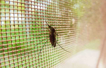 Agosto Verde: mês de conscientização sobre a leishmaniose e seu impacto na saúde pública