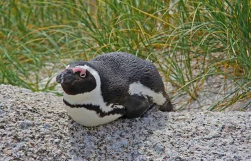 Centenas de pinguins são encontrados mortos no litoral de São Paulo