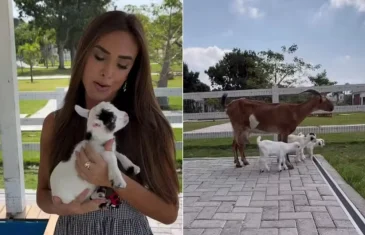 Nicole Bahls batiza novos animais de seu sítio com nomes de colegas do ‘Dança dos famosos’: ‘Só quem tem meu coração’