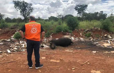 Governo oferece serviço de recolhimento de animais mortos; entenda como funciona 
