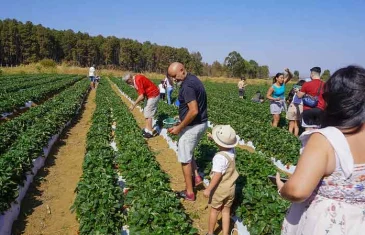 Colhe e Pague: experiência única que faz parte da 29ª Festa do Morango de Brasília