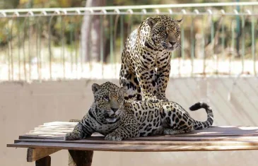Zoológico de Brasília abre inscrições para o programa de educação ambiental