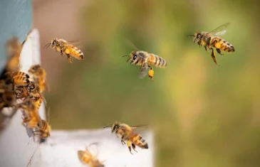 Doença causada por bactéria que afeta criação de abelhas é registrada no Paranoá