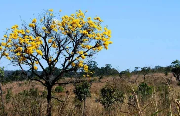 Primavera começa com ondas de calor, chuvas e baixa umidade, aponta Inpe