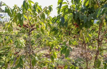 DF celebra Dia Internacional do Café com 193 produtores e crescimento da cafeicultura local