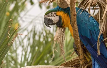 São definidas as normas para comercialização de fauna exótica no DF