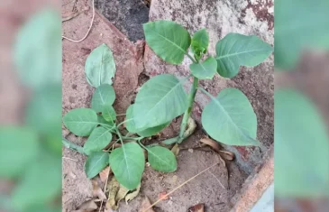 Saiba como identificar falsa couve que deixou quatro pessoas internadas em estado grave