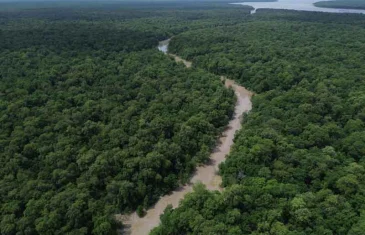 Estudo revela que captura de carbono na Amazônia está em risco