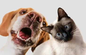 Cães e gatos: dormir com o seu bicho de estimação na cama faz bem ou mal para a saúde?