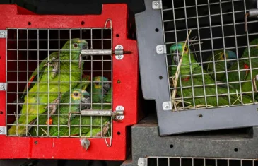 Câmara aprova proposta que define o crime de tráfico de animais silvestres